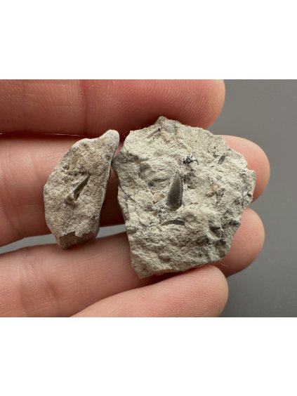 Fossil shark's tooth – Upohlavy, CZ