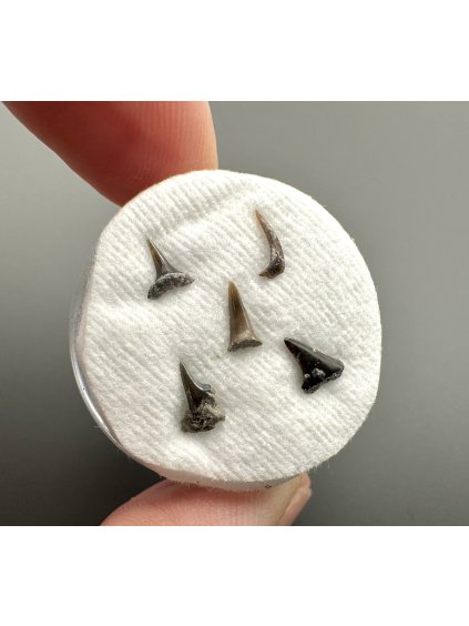 Fosilní zub žraloka – Úpohlavy, ČR