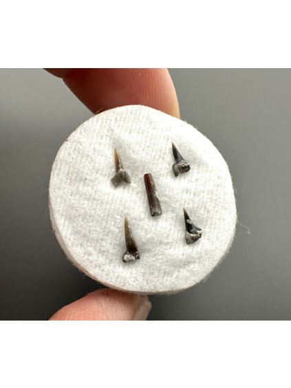 Fossil shark's tooth – Upohlavy, CZ