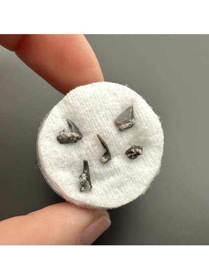 Fossil shark's tooth – Upohlavy, CZ