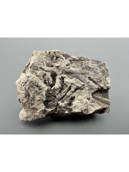 Fossil flora  – Most, CZ