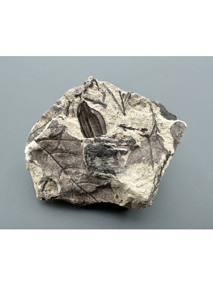 Fossil flora  – Most, CZ