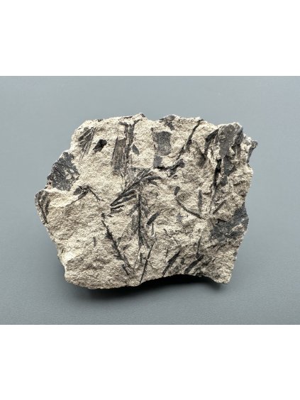 Fossil flora  – Most, CZ