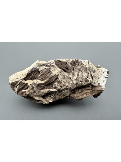 Fossil flora  – Most, CZ