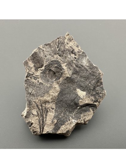 Fossil flora  – Most, CZ