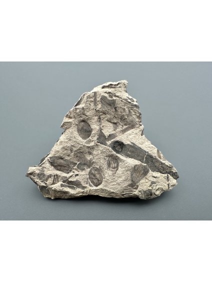 Fosilní flóra – Most, ČR