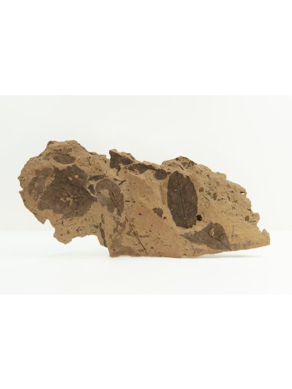 Fossile Flora – Most, CZ