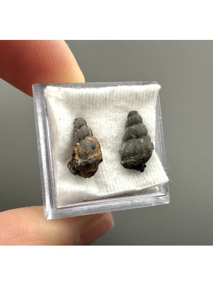 Fossilized snail – Upohlavy, CZ