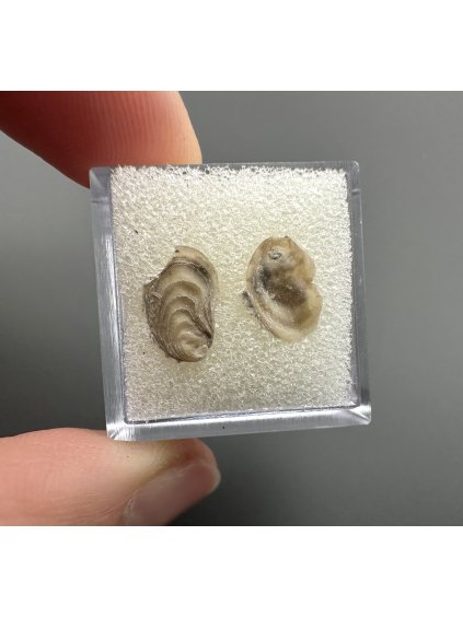 Fossilized bivalve – Upohlavy, CZ