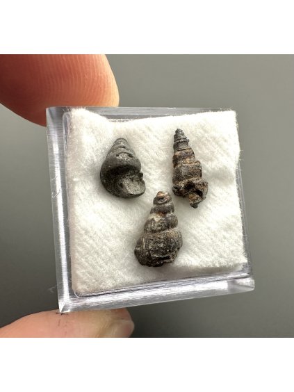 Fossilized snail – Upohlavy, CZ