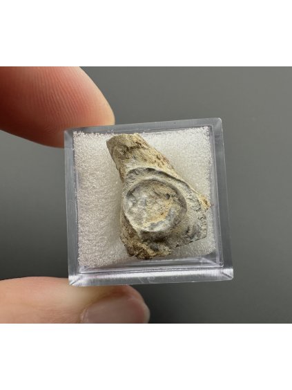 Fossilized bivalve – Upohlavy, CZ