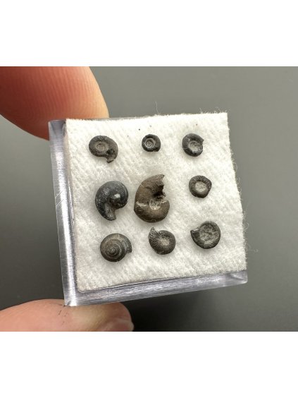 Versteinerte Schnecke – Upohlavy, CZ