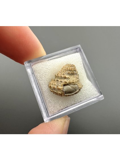 Fossilized bivalve – Upohlavy, CZ