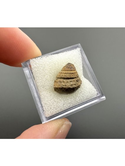 Fossilized bivalve – Upohlavy, CZ