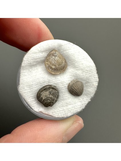 Fossilized snail – Upohlavy, CZ