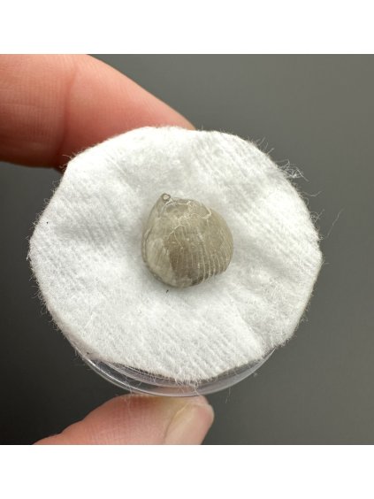 Fossilized snail – Upohlavy, CZ