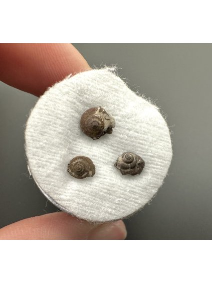 Fossilized snail – Upohlavy, CZ