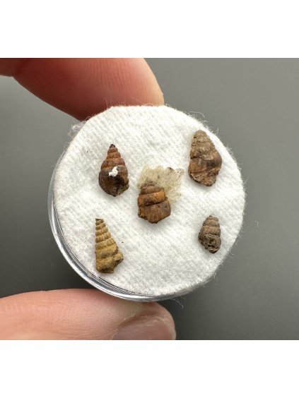 Fossilized snail – Upohlavy, CZ