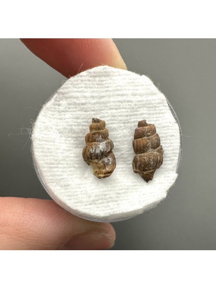 Fossilized snail – Upohlavy, CZ