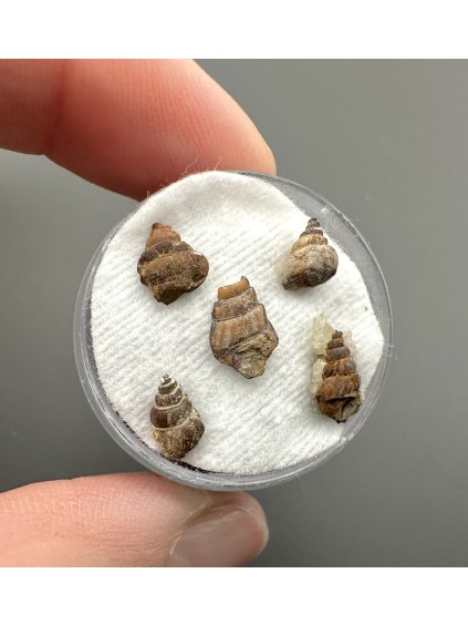 Fossilized snail – Upohlavy, CZ