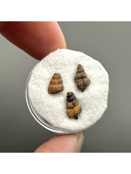 Fossilized snail – Upohlavy, CZ