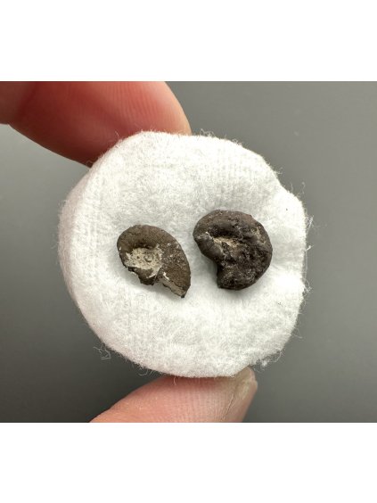 Fossilized snail – Upohlavy, CZ