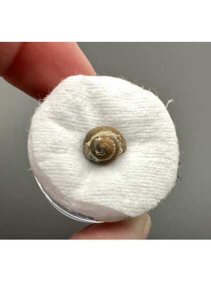 Fossilized snail – Upohlavy, CZ
