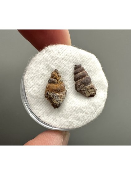 Fossilized snail – Upohlavy, CZ