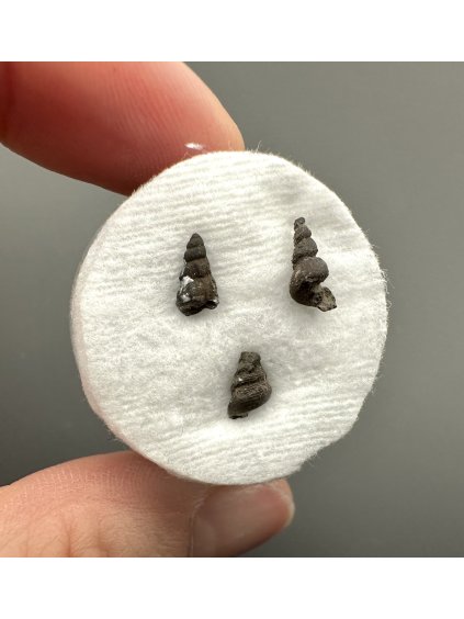 Fossilized snail – Upohlavy, CZ