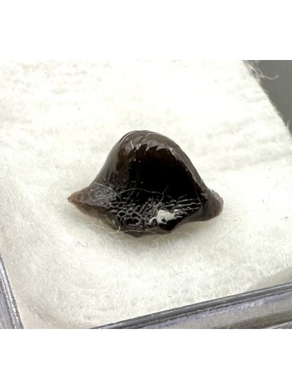 Fossil ray's tooth – Upohlavy, CZ