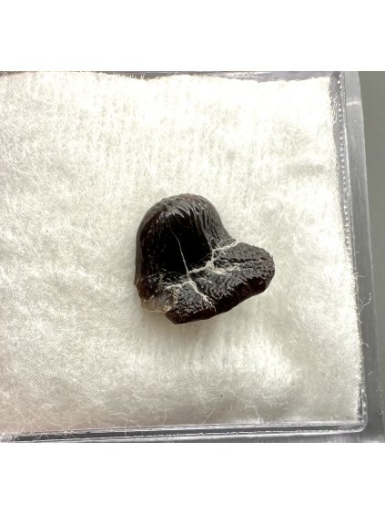 Fossil ray's tooth – Upohlavy, CZ