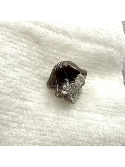 Fossil ray's tooth – Upohlavy, CZ