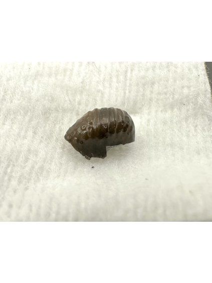 Fossil ray's tooth – Upohlavy, CZ