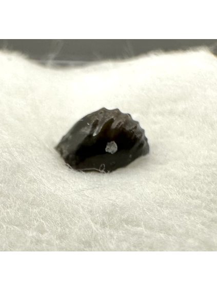 Fossil ray's tooth – Upohlavy, CZ