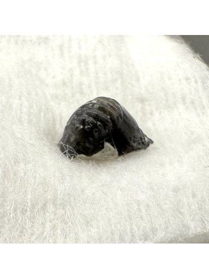 Fossiler Rochenzahn – Upohlavy, CZ