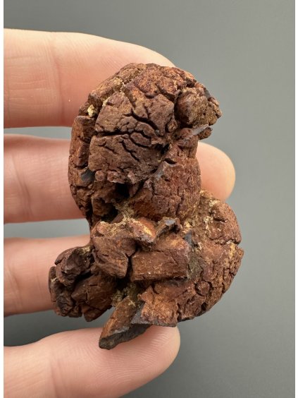 Coprolite 4,5cm – Marovato, Madagascar