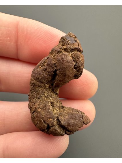 Coprolite 3,4cm – Marovato, Madagascar