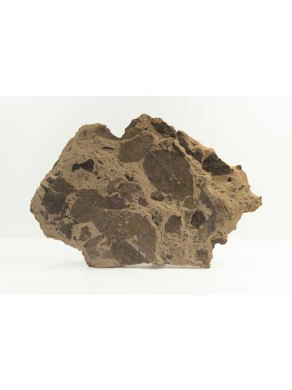 Fosilní flóra – Most, ČR