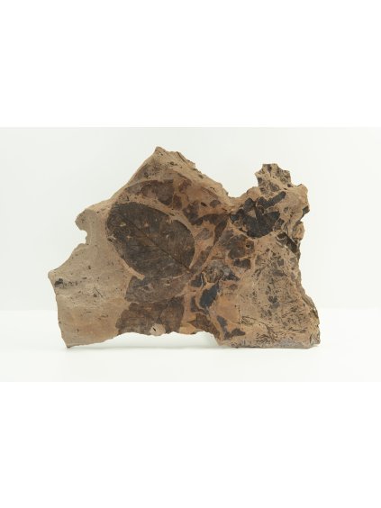 Fossile Flora – Most, CZ