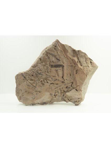 Fossile Flora – Most, CZ