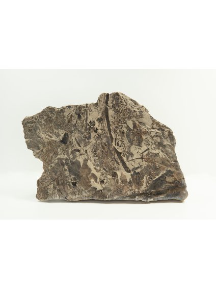 Fossil flora  – Most, CZ
