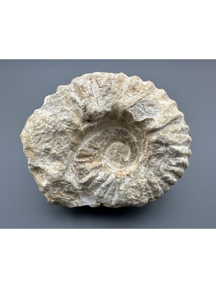Amonit 12cm – Maroko