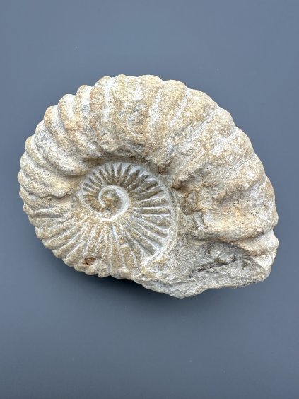 Ammonit 12cm – Marokko