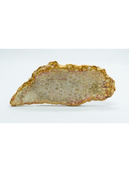 Fosilní korál – Sumatra, Indonésie