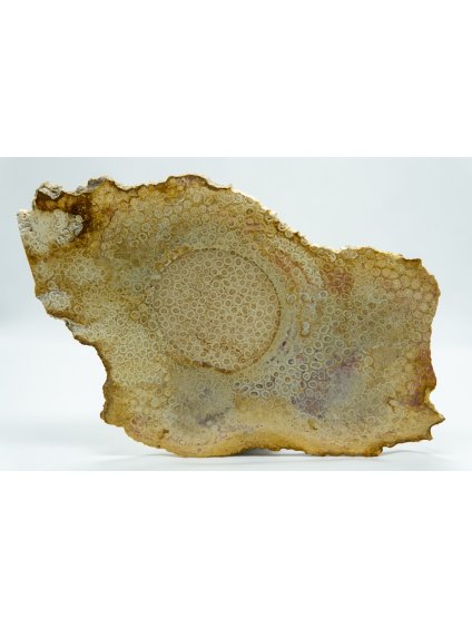 Fossile Koralle – Sumatra, Indonesien