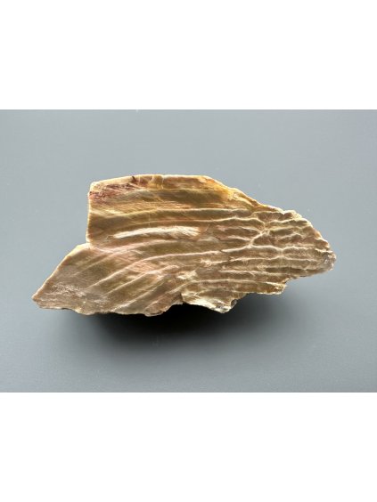 Petrified wood  – Line, CZ