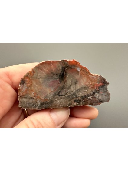 Versteinertes Holz – Line, CZ