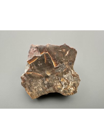 Versteinertes Holz – Line, CZ