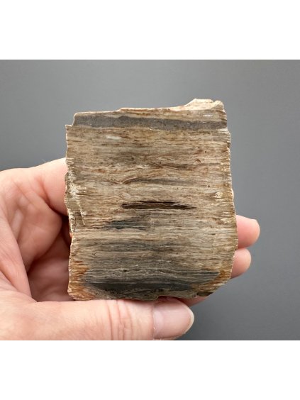 Versteinertes Holz – Line, CZ