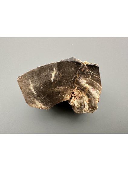 Versteinertes Holz – Line, CZ